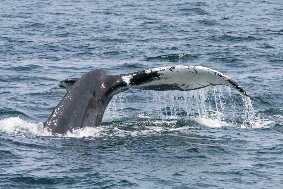 Boston Harbor City Cruises: Whale Watch